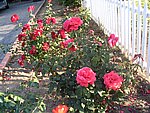 IMG_8799.JPG