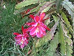 IMG_8816.JPG