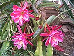 IMG_8817.JPG