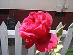 IMG_9281.JPG