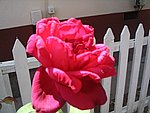 IMG_9283.JPG