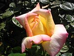 IMG_9284.JPG