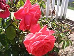 IMG_9285.JPG