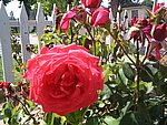 IMG_9286.JPG