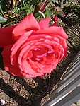 IMG_9287.JPG