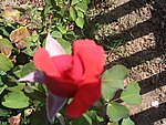 IMG_9288.JPG