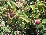 IMG_9290.JPG
