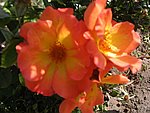 IMG_9291.JPG