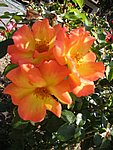 IMG_9293.JPG