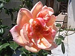 IMG_9434.JPG
