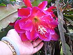 IMG_9437.JPG