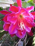 IMG_9439.JPG