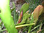 IMG_9441.JPG