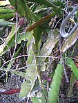 IMG_9445.JPG