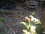 IMG_9485.JPG