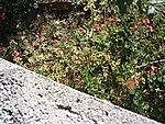 IMG_9493.JPG