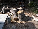 IMG_9500.JPG