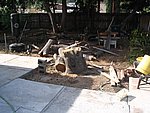 IMG_9501.JPG