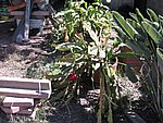 IMG_0434.jpg