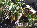 IMG_0435.jpg
