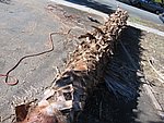 IMG_0506.jpg