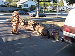 IMG_0509.jpg