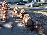 IMG_0510.jpg
