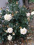 Picture 010.jpg