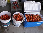 Picture 026.jpg