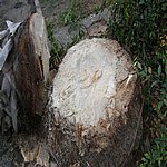 P7020362.JPG