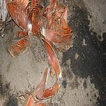 P7020369.JPG