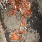P7020370.JPG