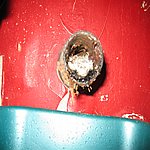 IMG_2158.JPG