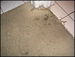 IMG_5137.JPG